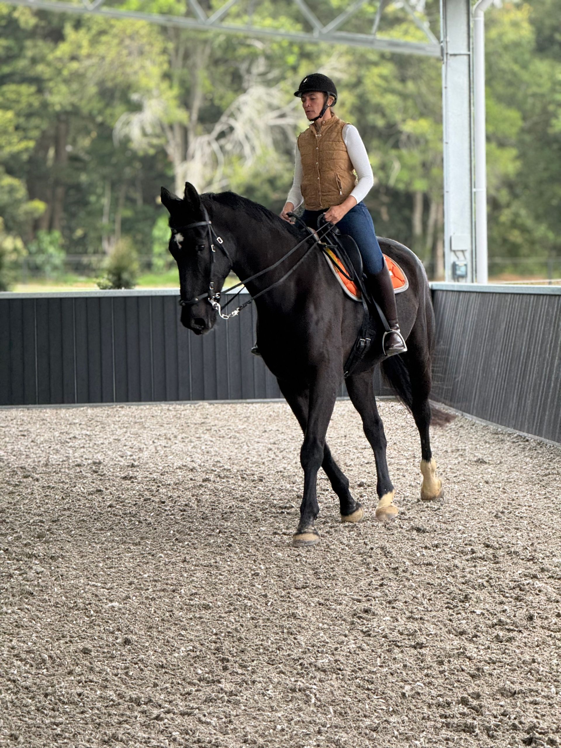 Rio the Gentle Giant - His calm, sensitive nature makes him perfect for our equine programs where authenticity and connection matter most at Bexland near Noosa