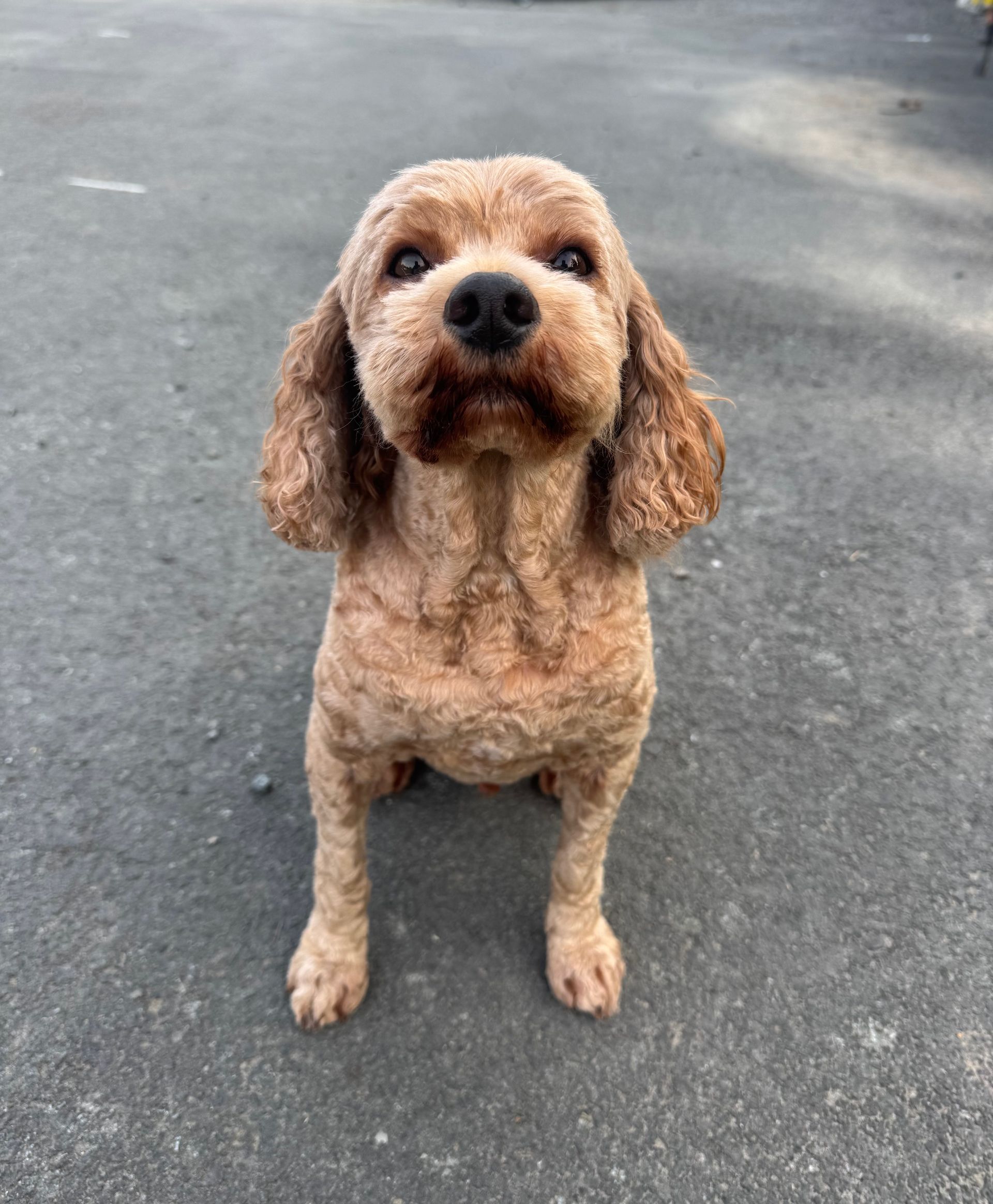 Meet Harley the cavoodle from Bexland near Noosa