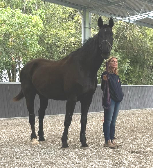 Meet Donata, our elegant 18hh warmblood mare, proud mother of Maximus, and valued member of our corporate team building programs at Bexland.