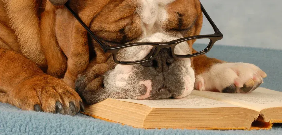 Adorable dog engrossed in a book, wearing reading glasses.