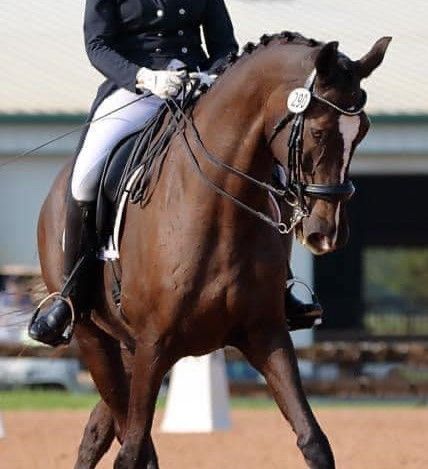 A person is riding a brown horse with a tag on it