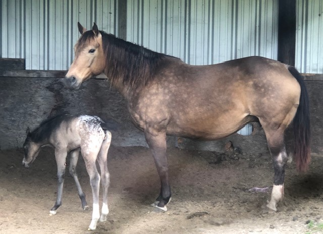 A horse and a foal are standing next to each other in a barn.