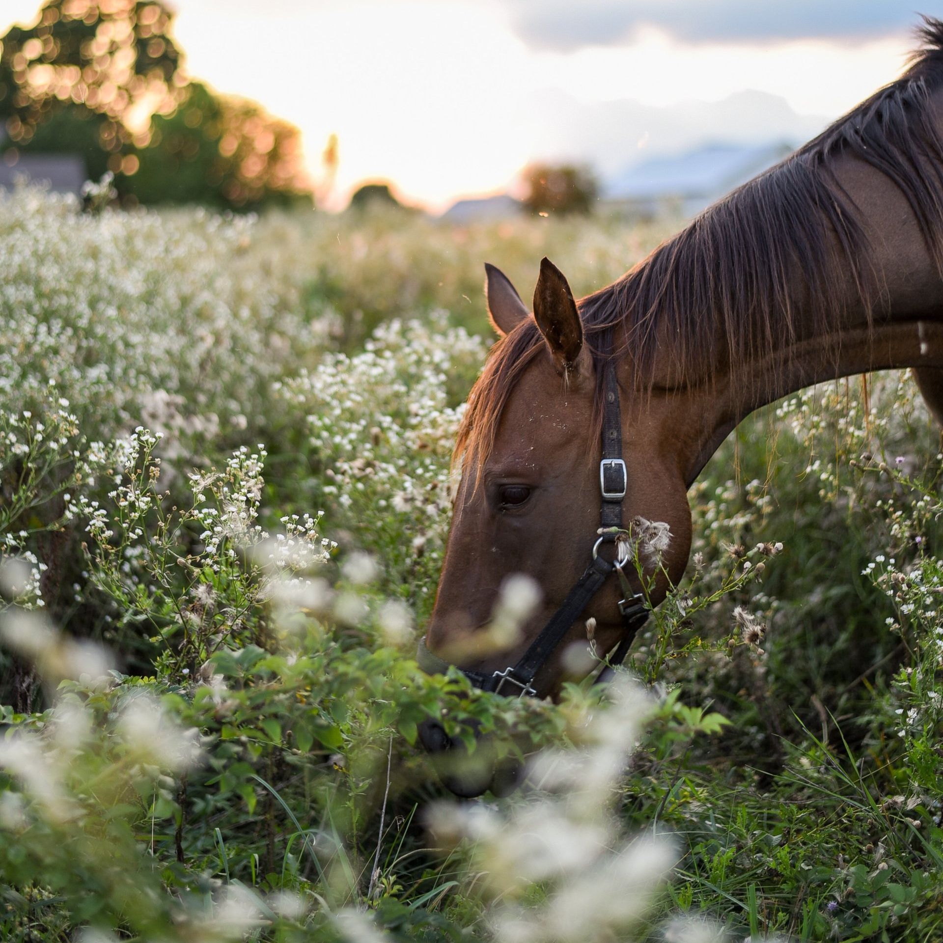 A brown horse is grazing in a field of white flowers