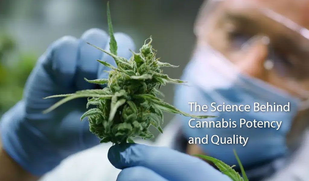 The Science Behind Cannabis Potency and Quality
