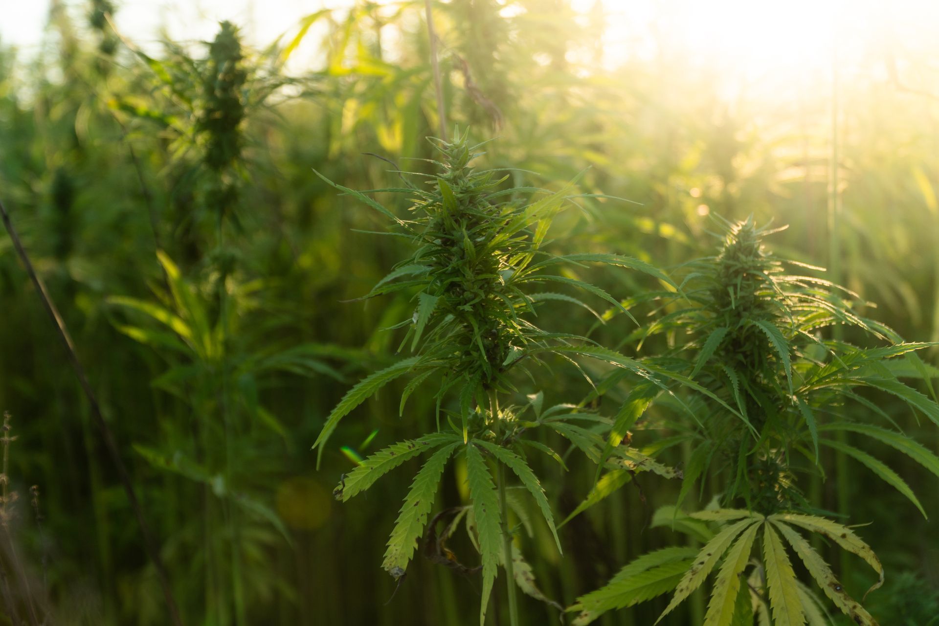 What is Premium Sun-Grown Cannabis?