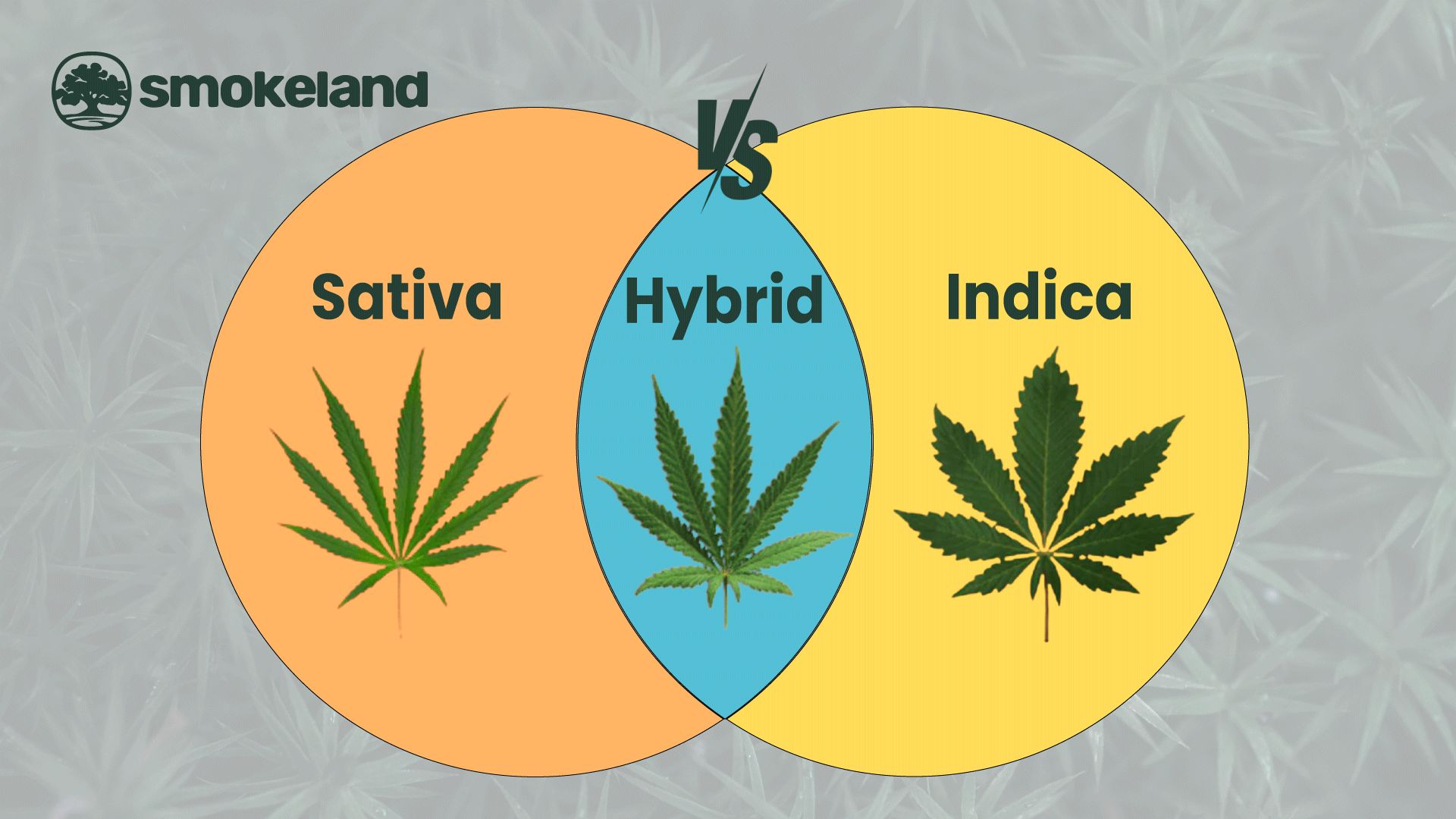 Sativa vs. Indica vs. Hybrid Cannabis: What&rsquo;s the difference?