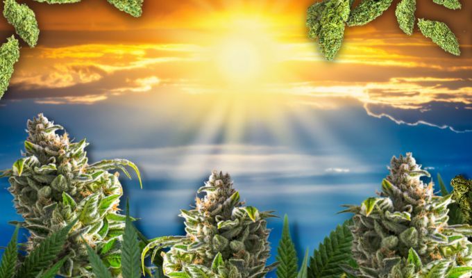 Sun-Grown Flowers: Is it Better?