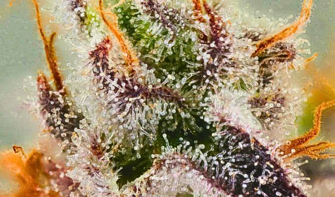 Cannabis Terpenes: How They Affect Your High