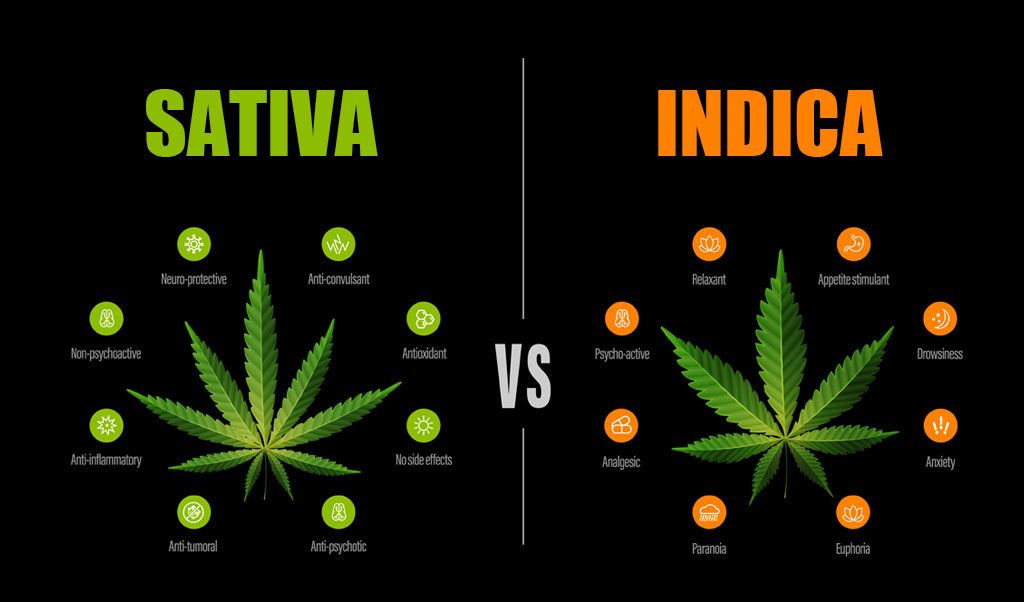 Exploring Popular Cannabis Strains: A Guide to Indica vs. Sativa
