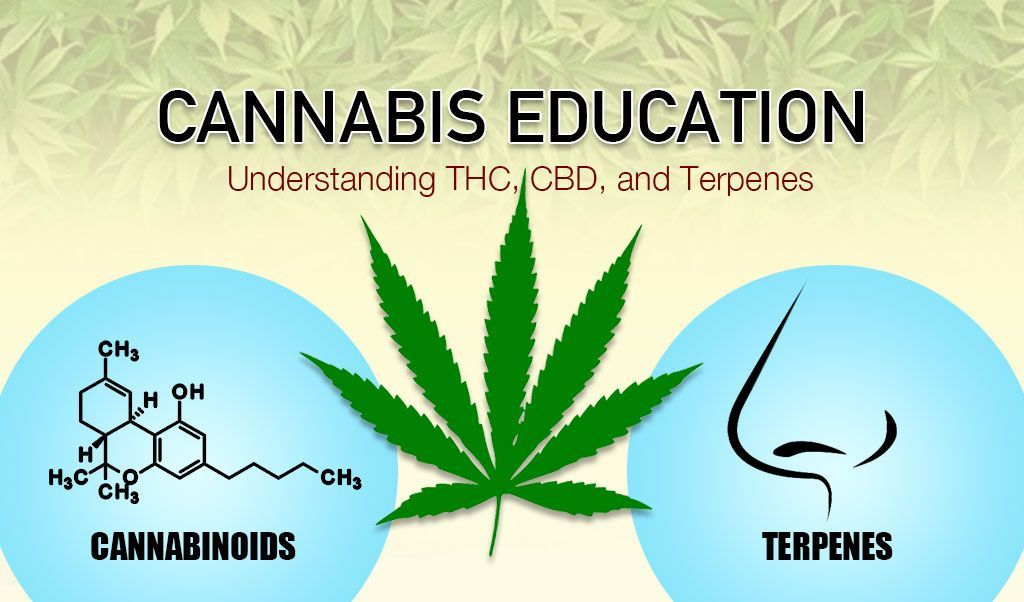 Cannabis Education: Understanding THC, CBD and Terpenes