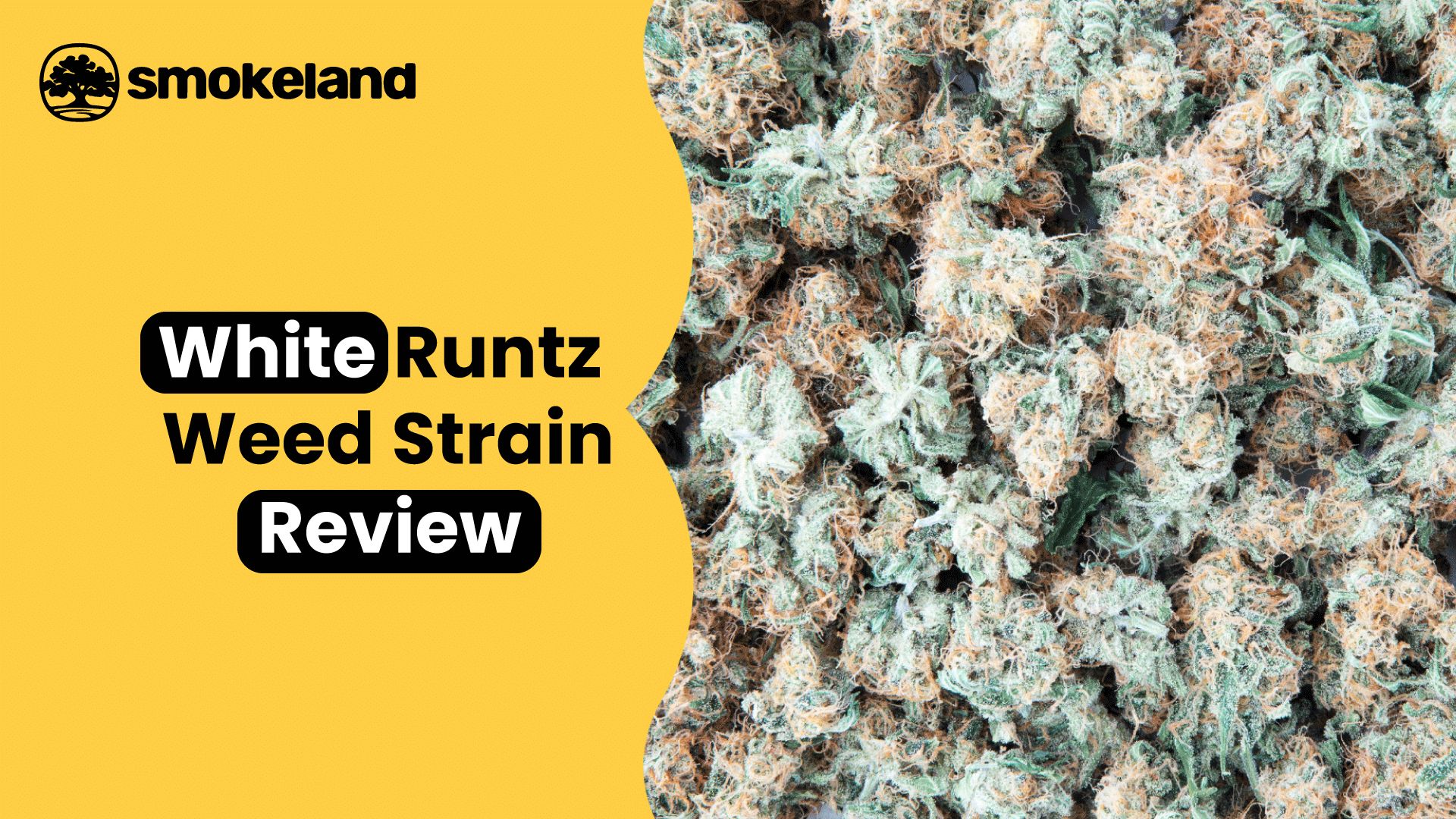 White Runtz Weed Strain Review: The Ultimate Exotic Experience