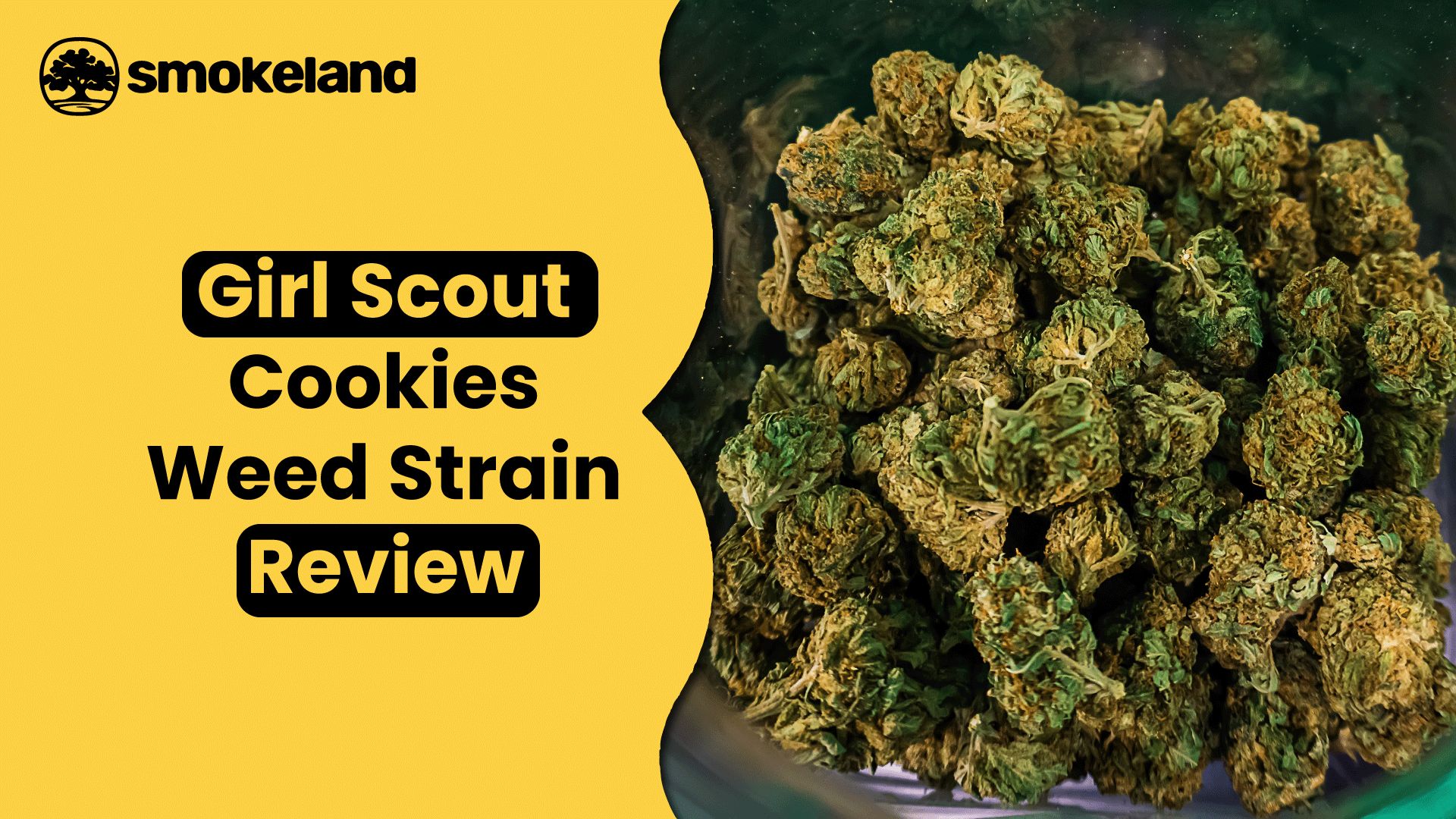 Girl Scout Cookies Strain Review: Effects, Flavors, and Benefits