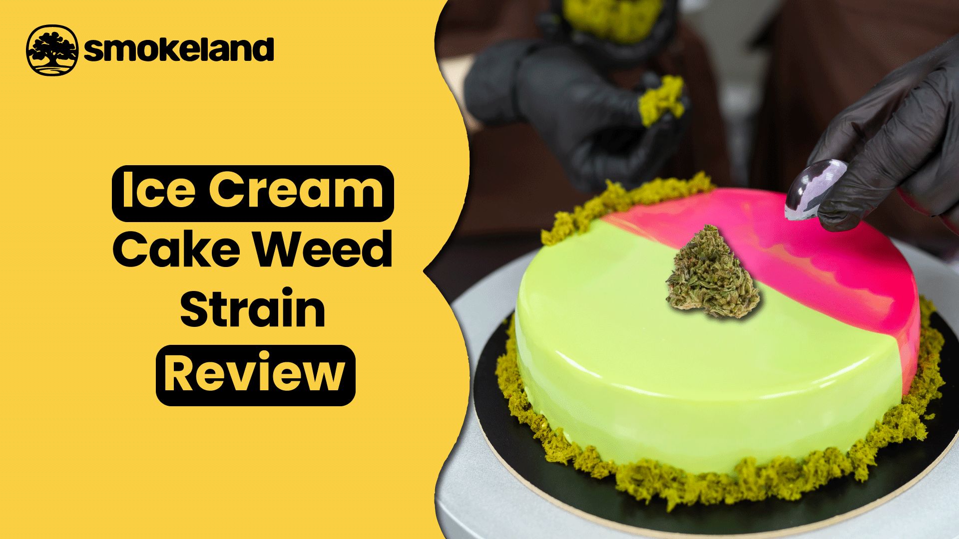 A Comprehensive Ice Cream Cake Weed Strain Review: A Smooth & Potent Delight
