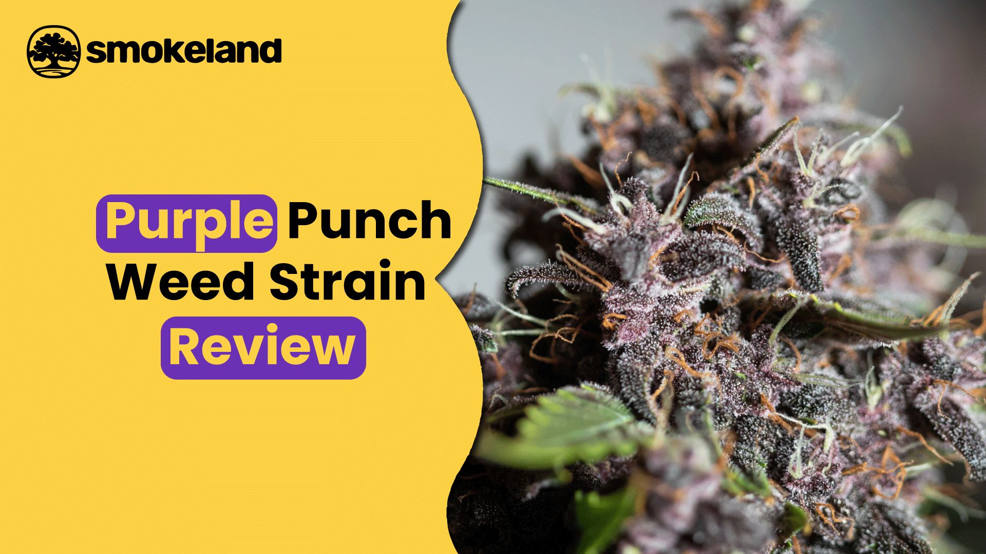 Purple Punch Weed Strain Review: Is It the Perfect Nighttime Smoke?