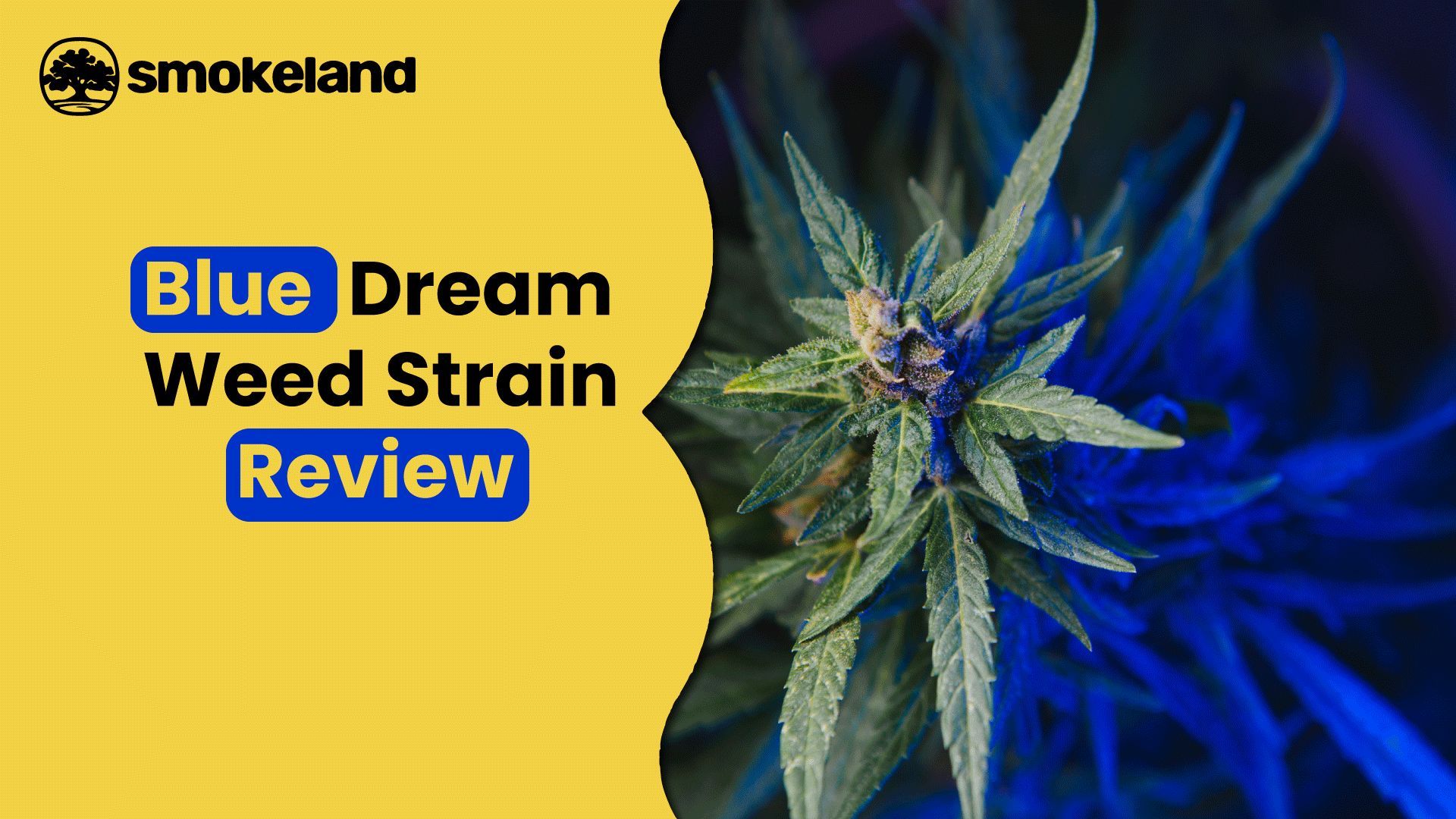 Blue Dream strain: Ultimate review and strain information 