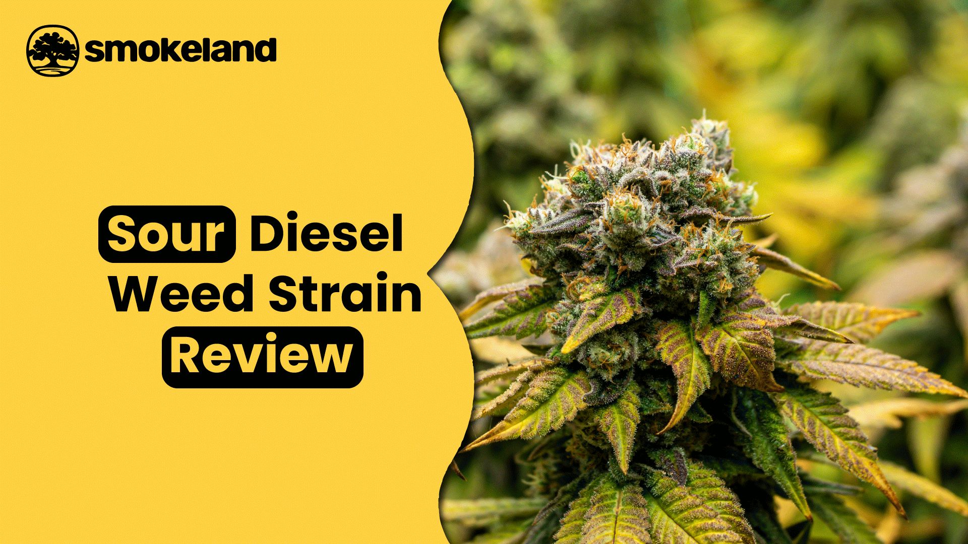 Sour Diesel Weed Strain: An Ultimate Guide to Effects, Flavor & Benefits
