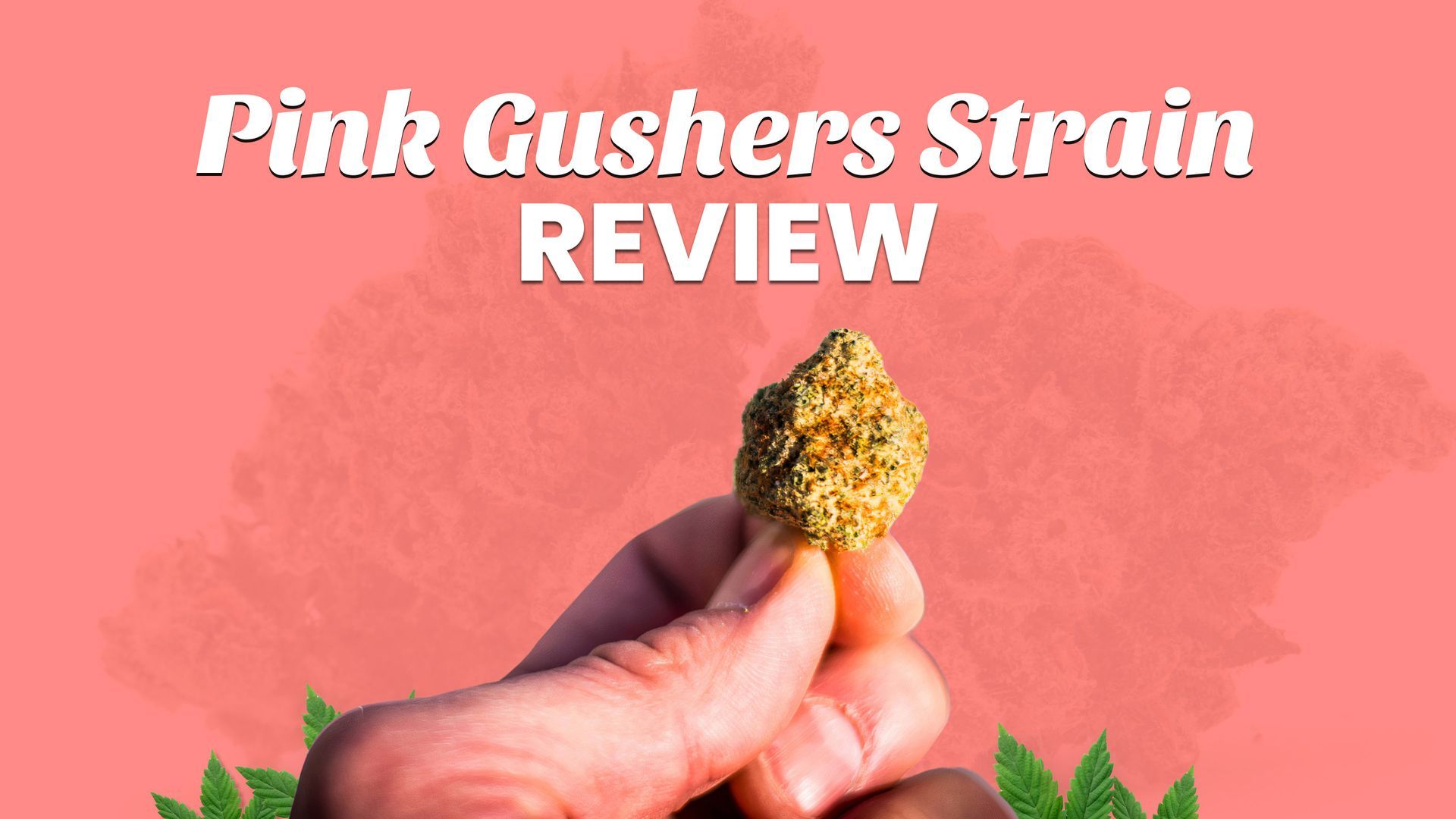 Pink Gushers Strain Review: Sweet Flavor & Powerful Effects Unveiled