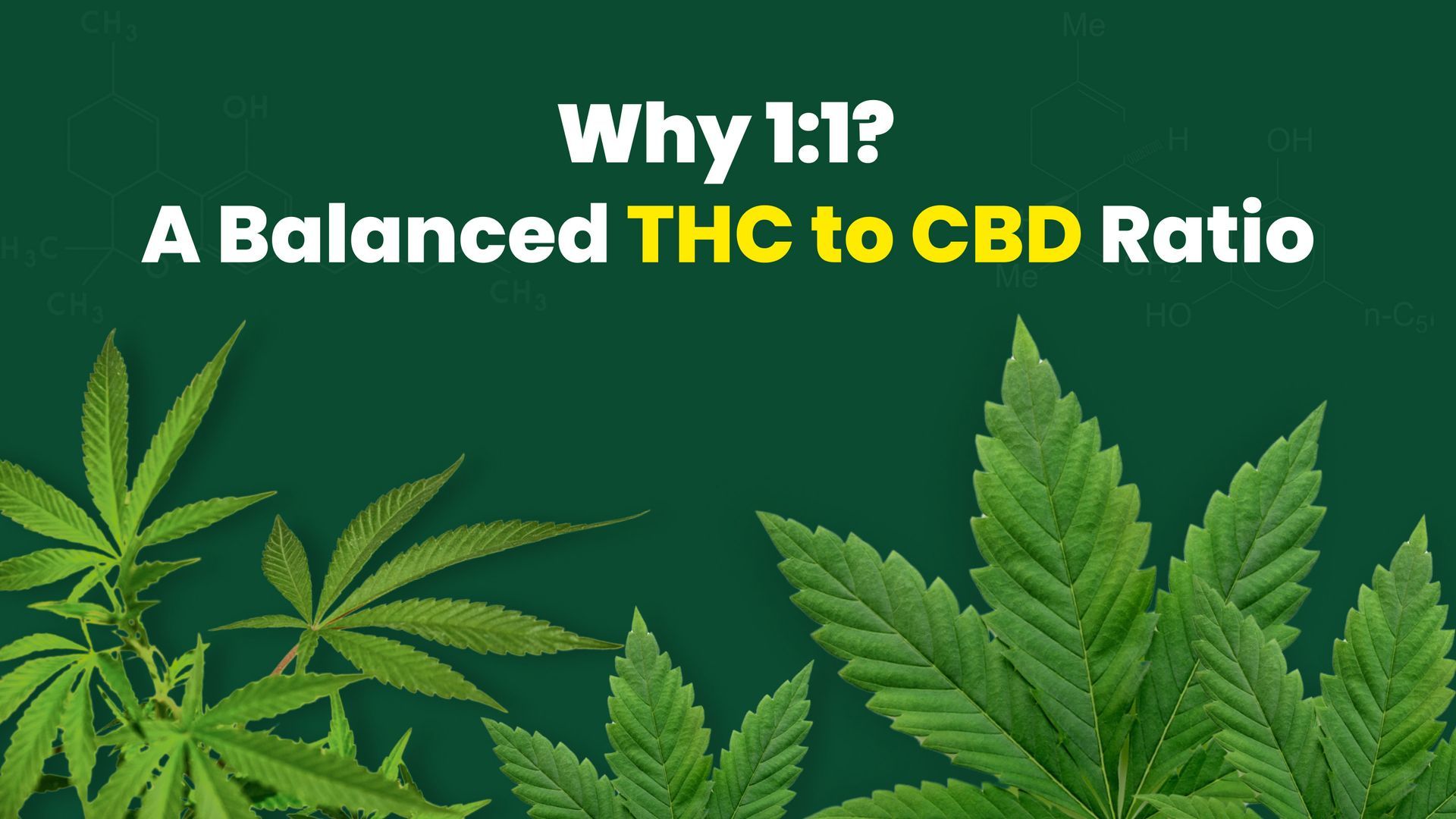 1 to 1 CBD THC Ratio: Why it&rsquo;s The Ideal for Your Body and Mind