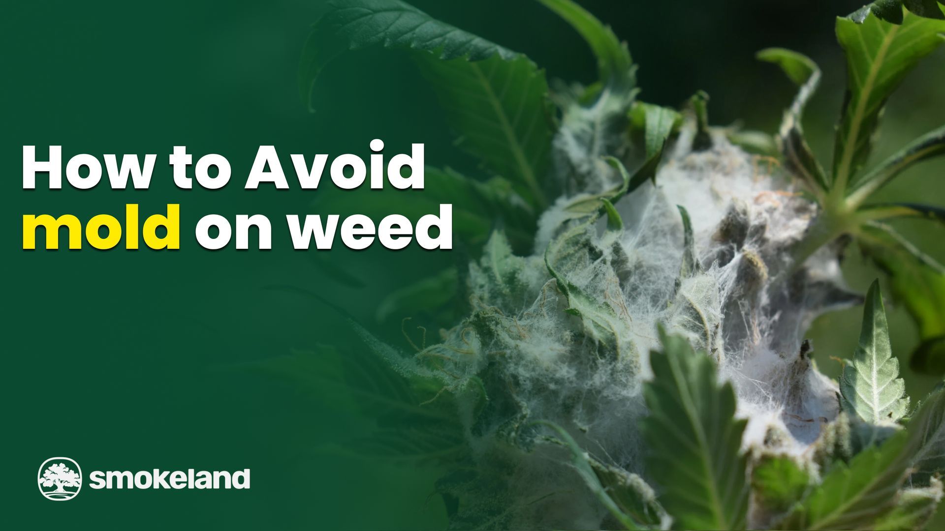 Mold on Weed: How to Spot It, Avoid It, and properly store it