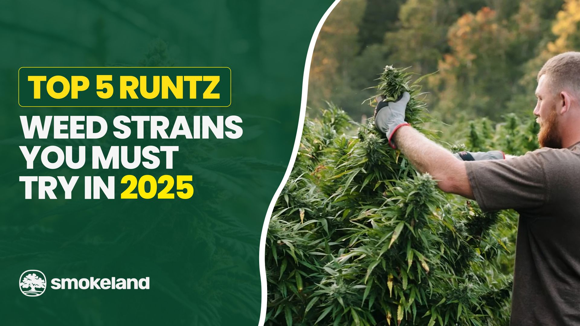 Top 5 Runtz Weed Strains You Must Try in 2025