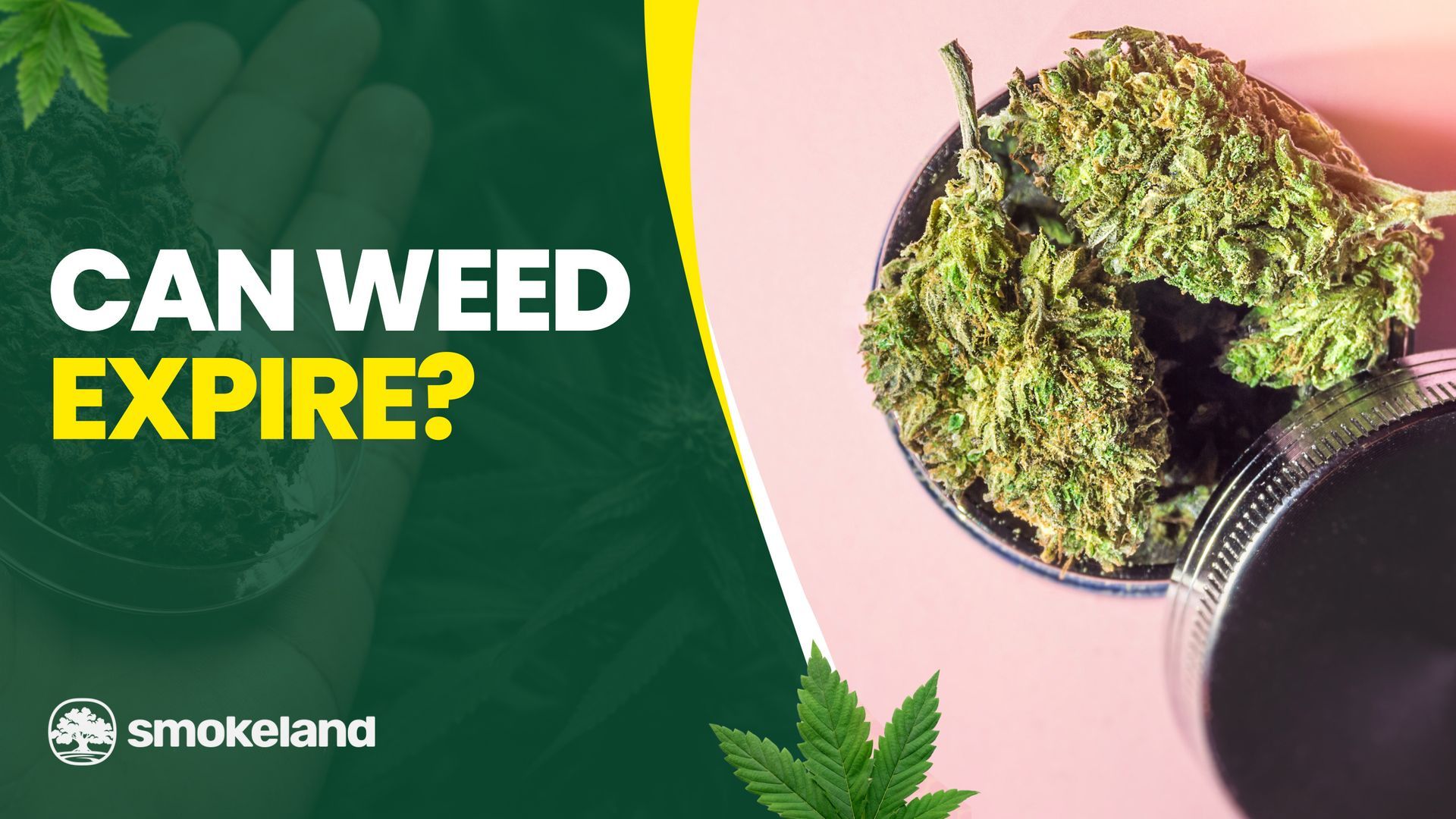 Can Weed Expire? How to Tell If Your Cannabis Has Gone Bad