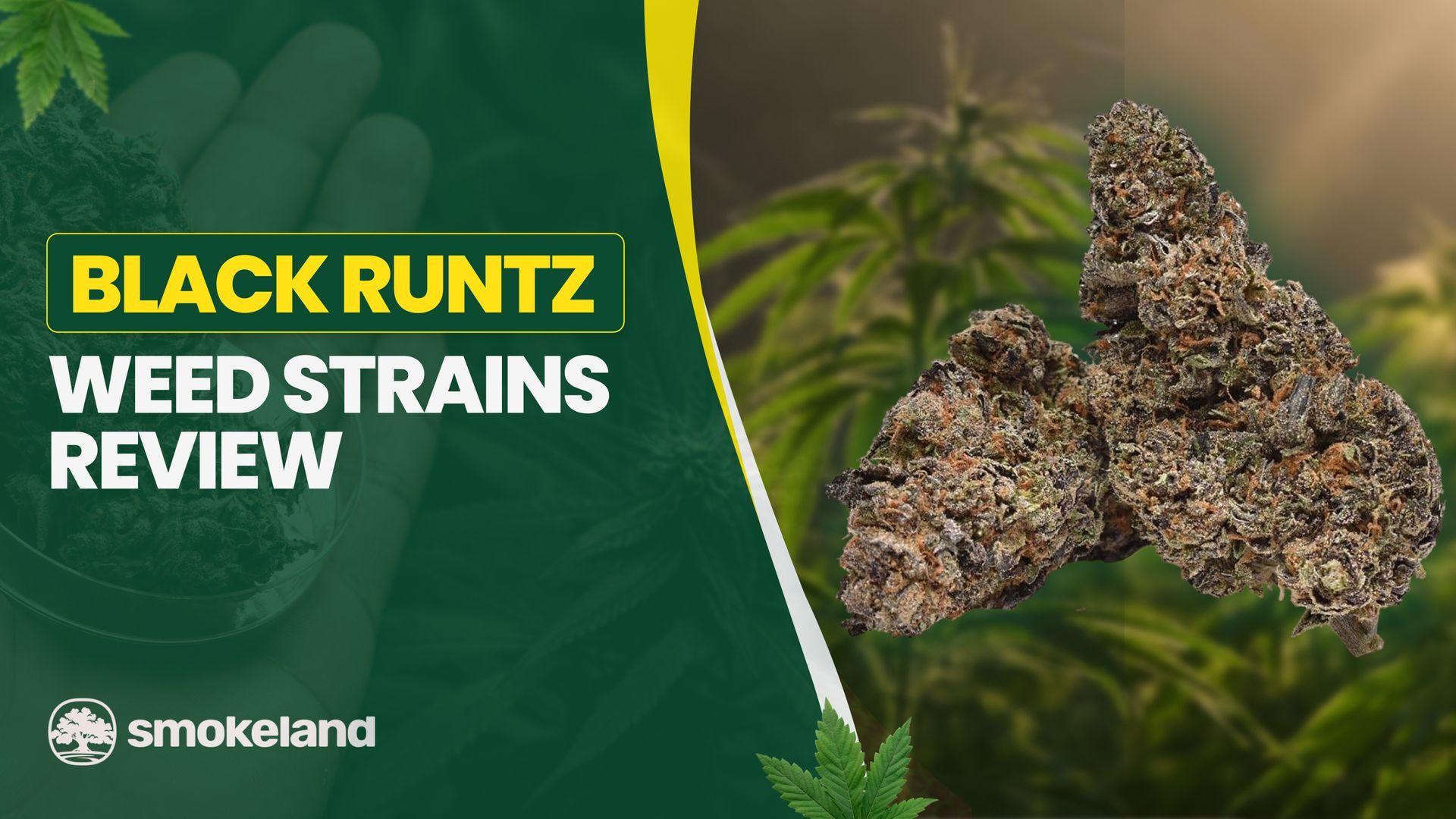 Black Runtz Weed Strain Review: A Guide to Its Potent Effects and Flavor