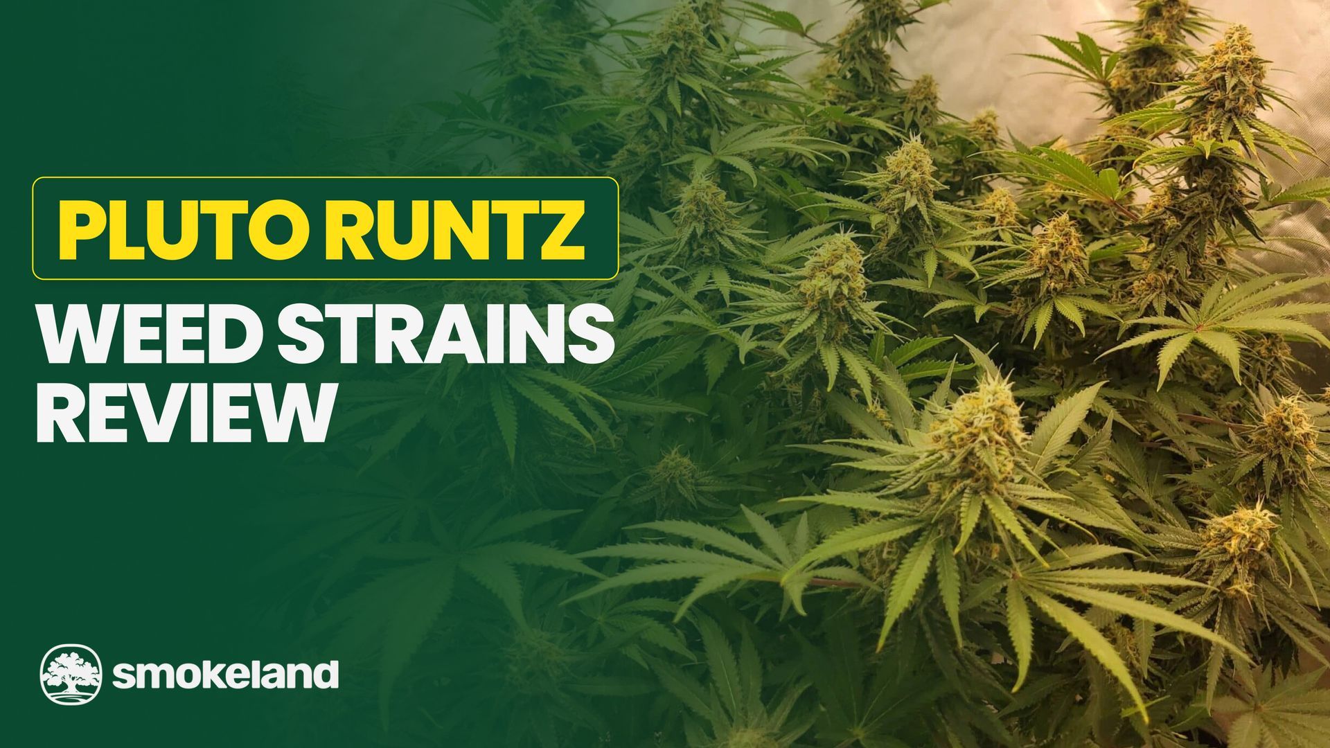 Pluto Runtz Weed Strain Review: Discover Its Potency and Unique Effects