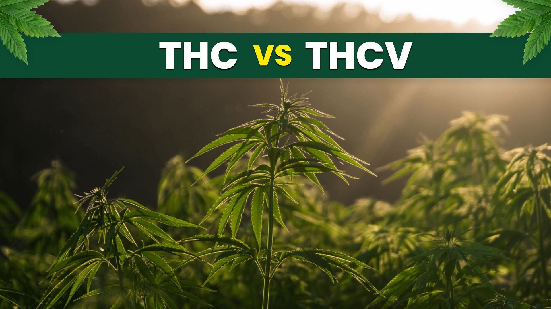 THC vs THCV: A Guide to the Differences & Benefits