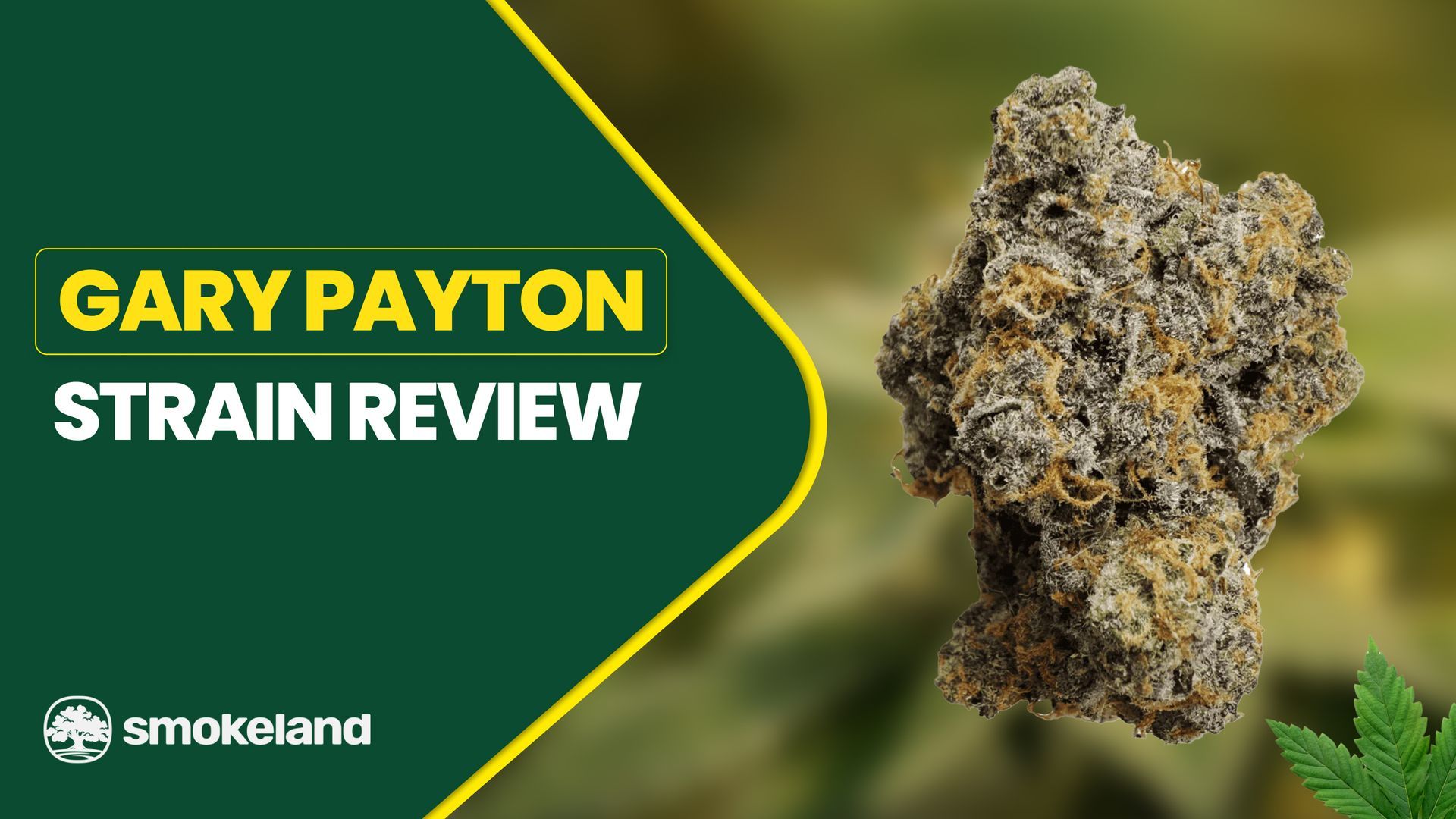 Gary Payton Strain Review: Characteristics, terpene profile, effects, and benefits