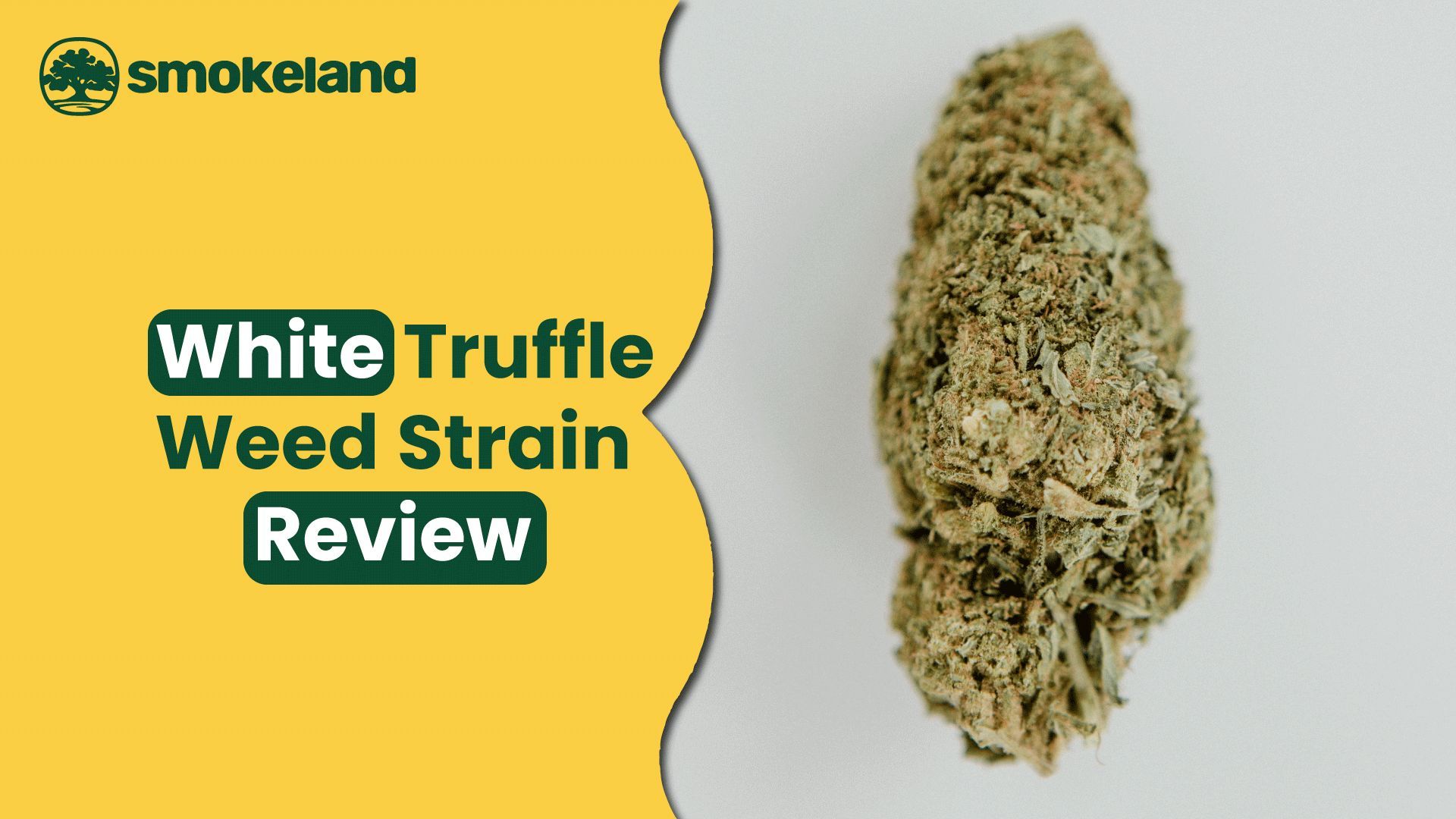 White Truffle Strain Review: Earthy, Strong & Surprisingly Smooth