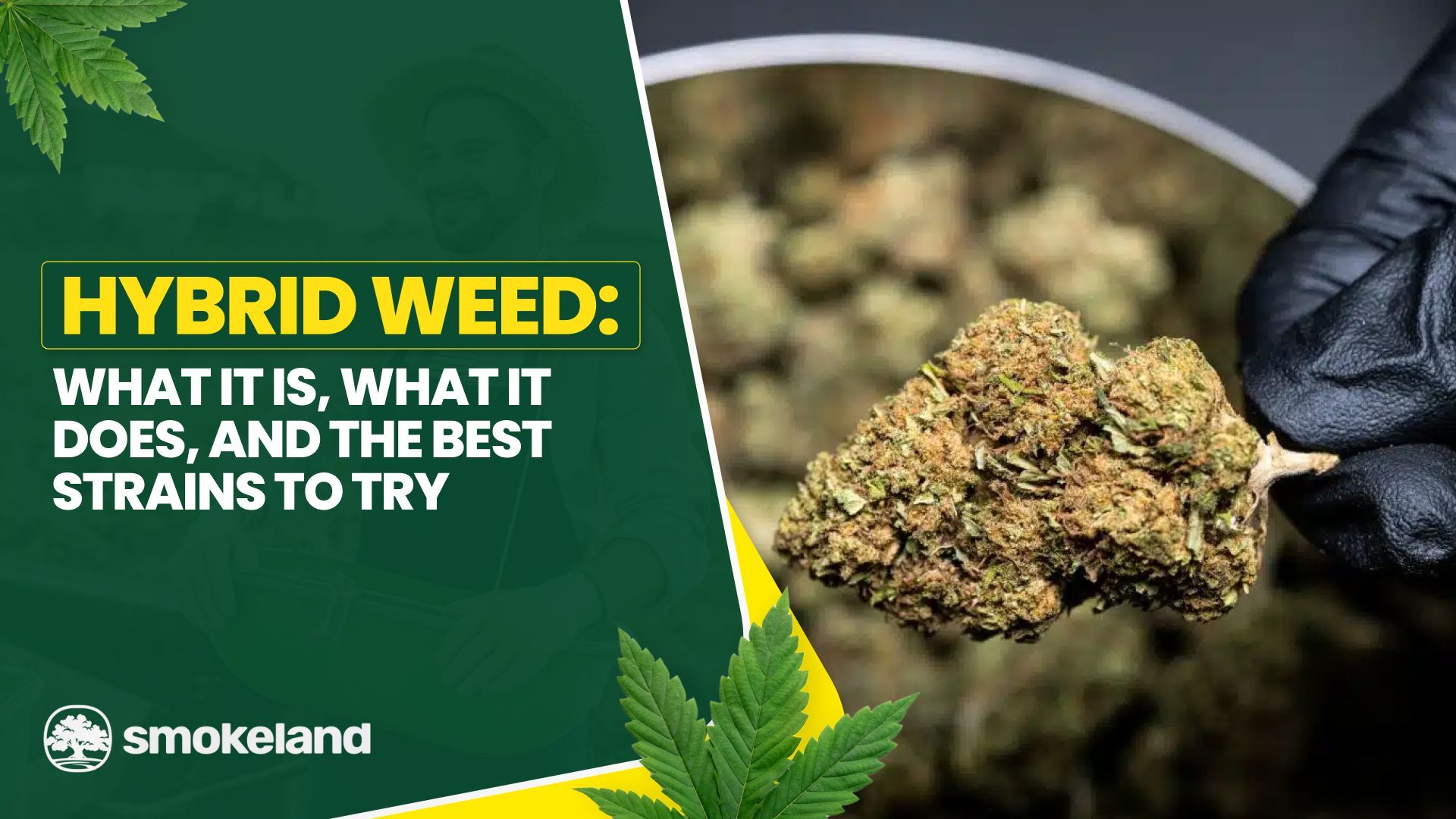 Hybrid Weed: What It Is, What It Does, and the Best Strains to Try