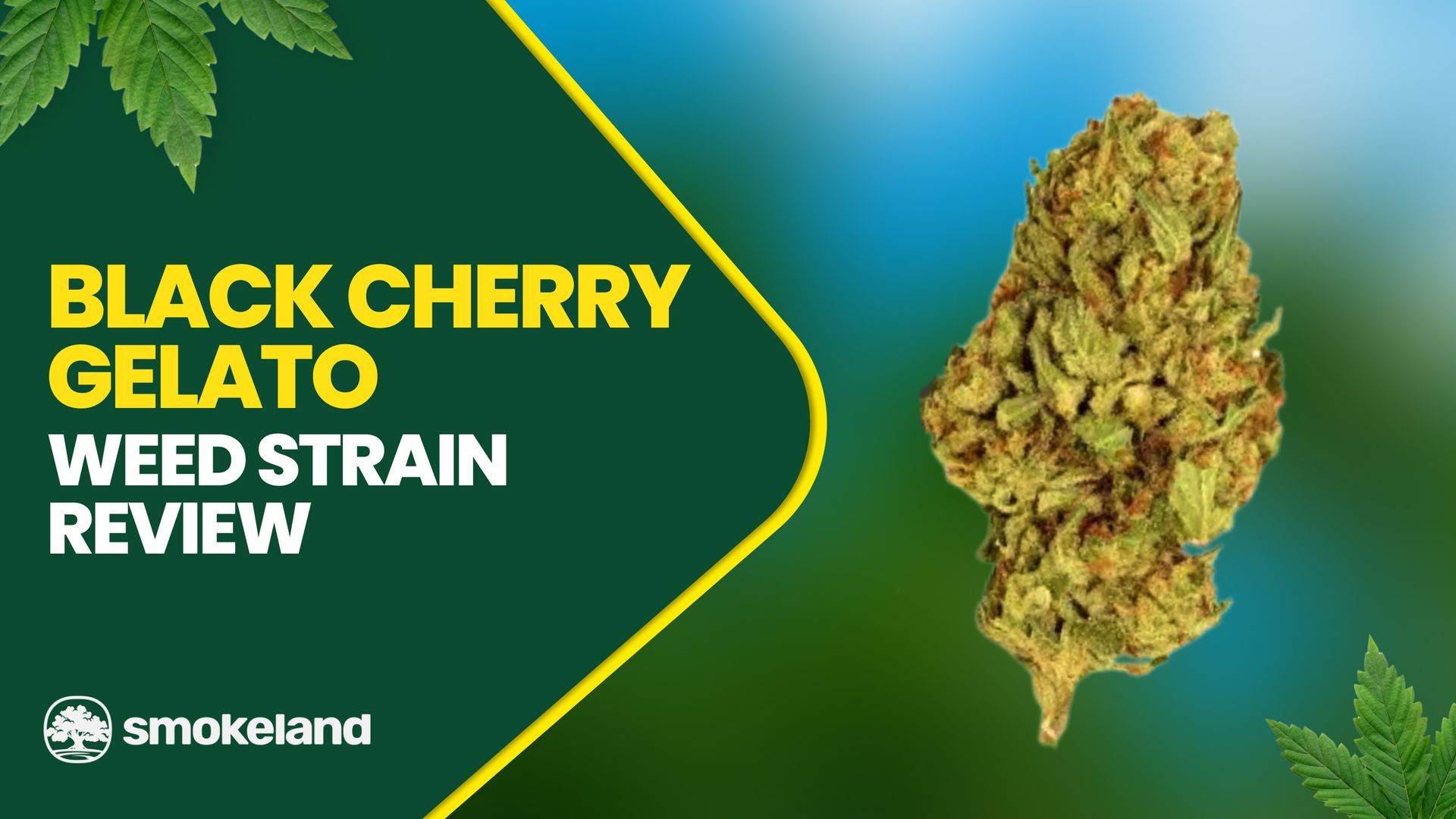 Everything You Need to Know About Black Cherry Gelato Strain