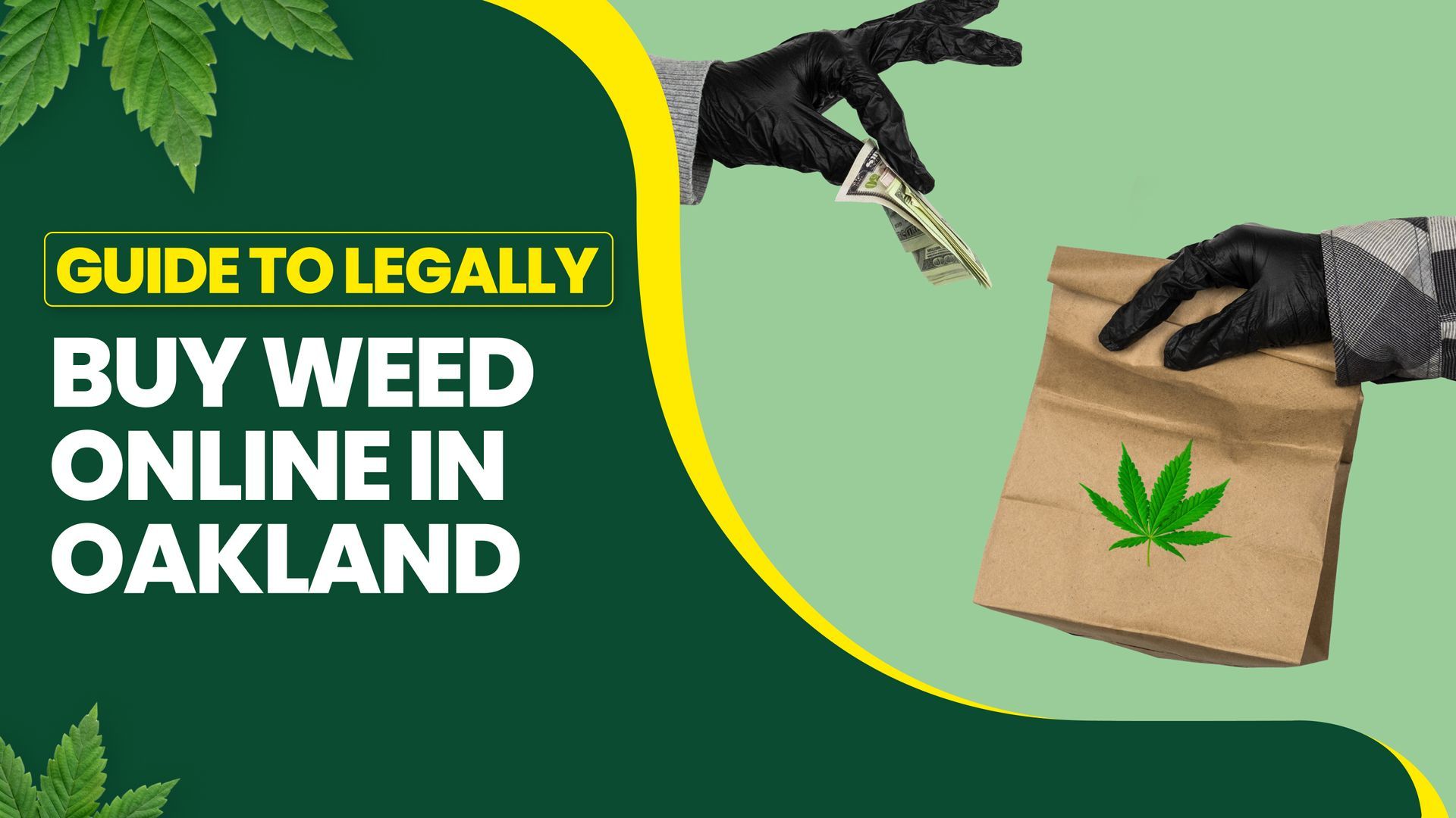 The Beginner's Guide to Legally Buy Weed Online in Oakland