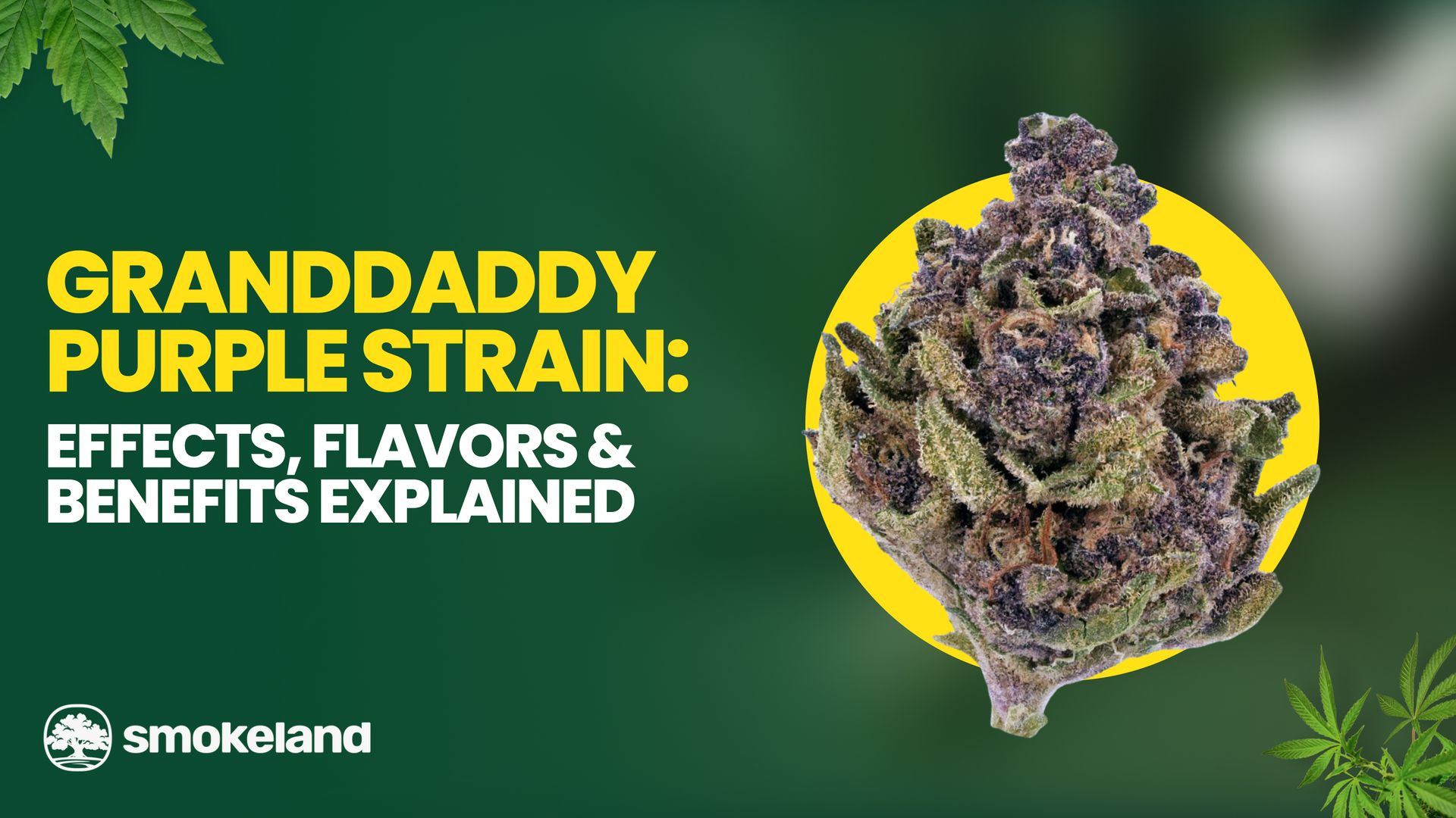 Granddaddy Purple Strain review: Effects, Flavors & Benefits Explained