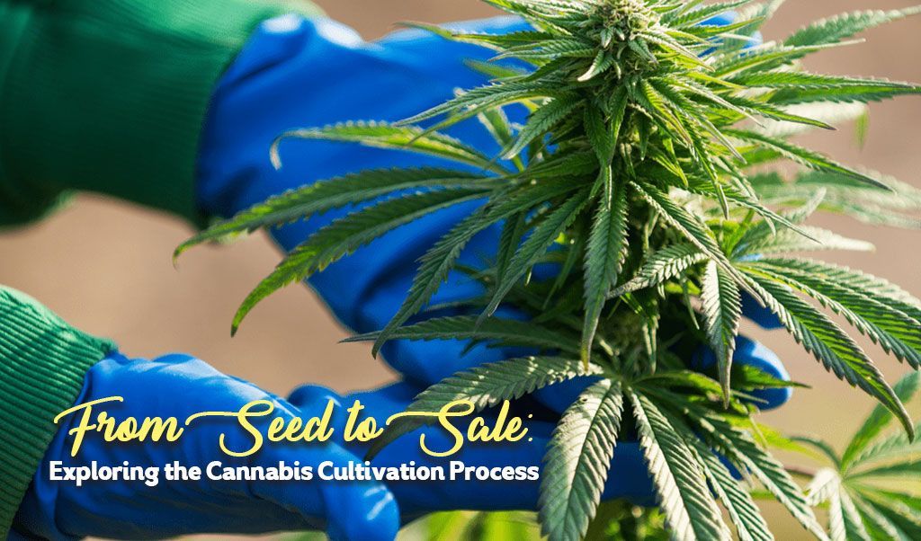 From Seed to Sale: Exploring the Cannabis Cultivation Process