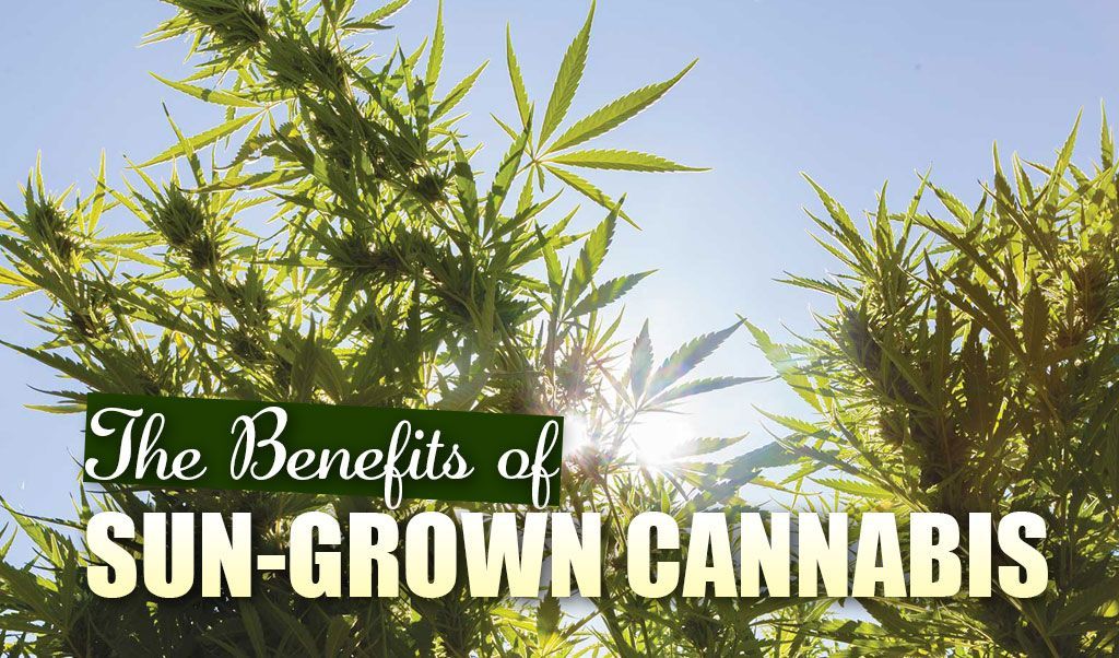 The Benefits of Sungrown Cannabis