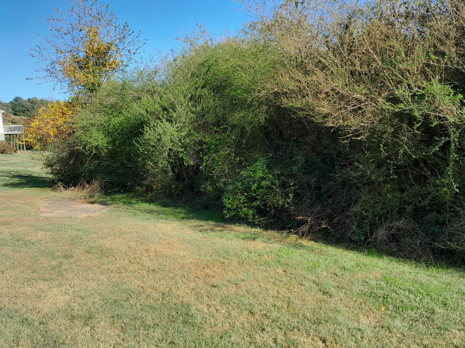 Green bushes bordering a grassy lawn under a blue sky, with a house visible in the distance.