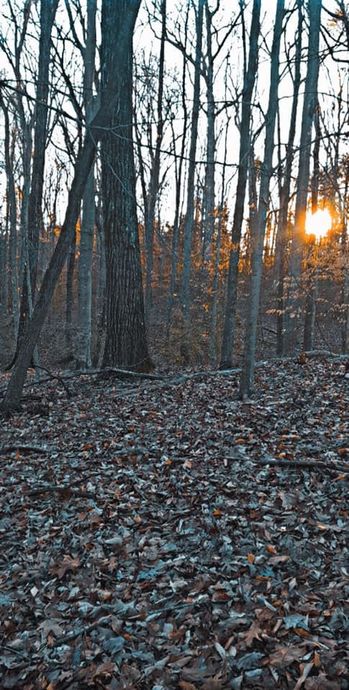 Forest with bare trees, fallen leaves on ground, and sunlight shining through the trees.