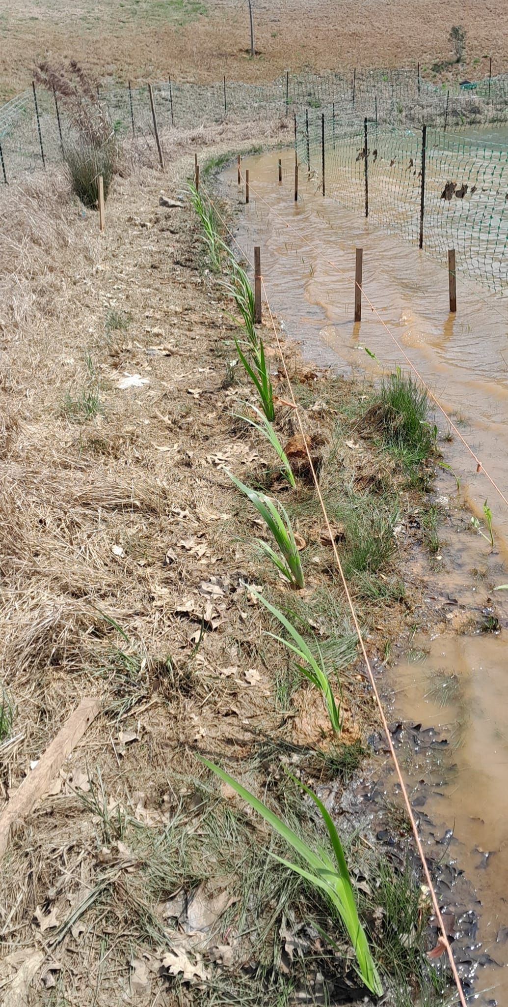 Row of newly planted green plants along a muddy embankment; wooden stakes and a guide string present.