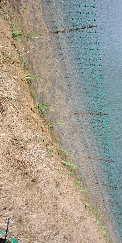Field of young plants with green netting, brown soil, and emerging greenery.