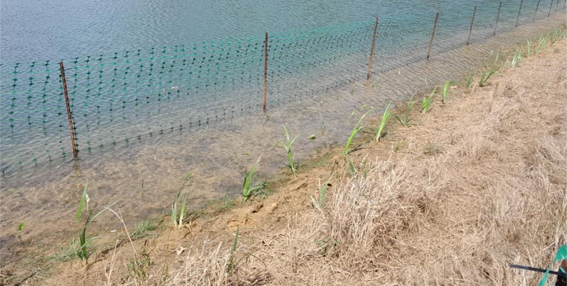 Field of young plants with green netting, brown soil, and emerging greenery.