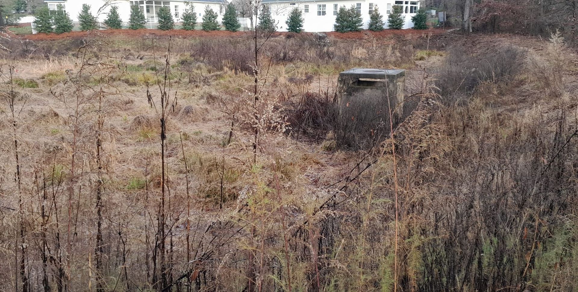 Overgrown field with dried grasses and bushes. 