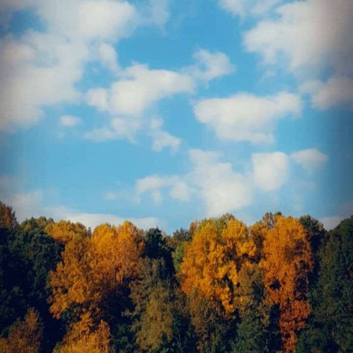 Autumn trees with golden and green leaves under a blue sky with white clouds.