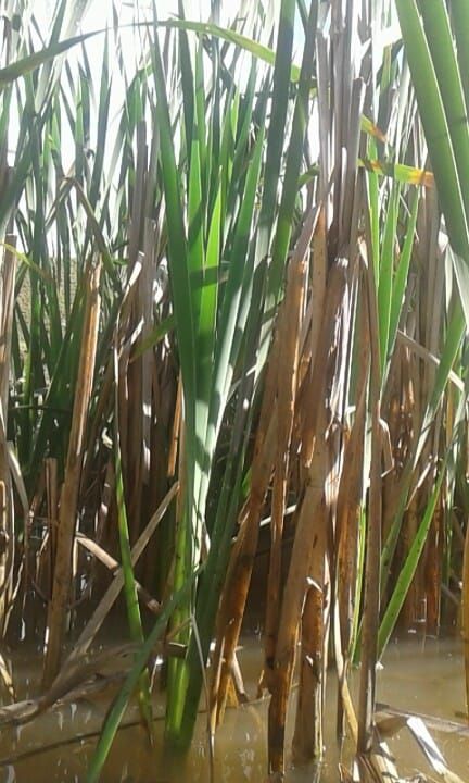Tall green and brown reeds growing in shallow water, some leaves are brown and wilted.