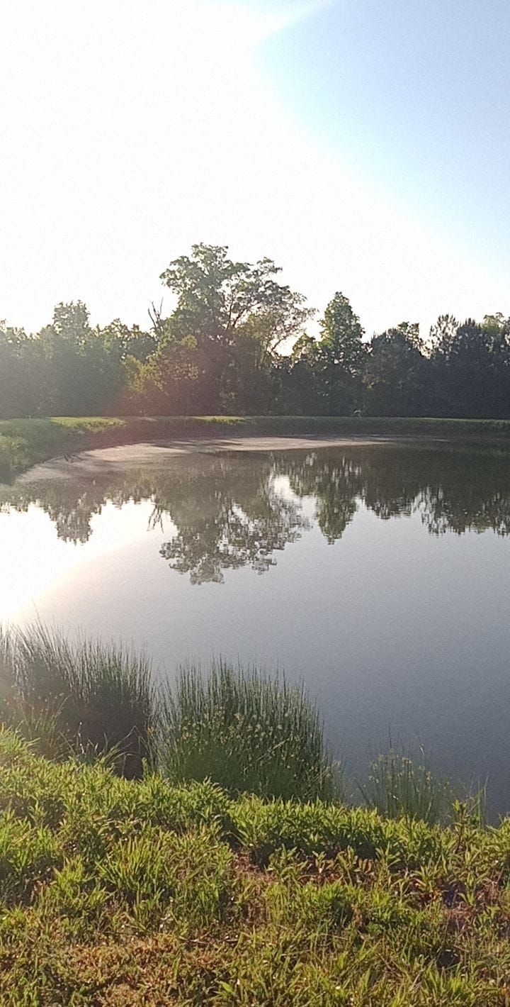 Still water lake reflecting trees under a bright sky. Green grass in the foreground.