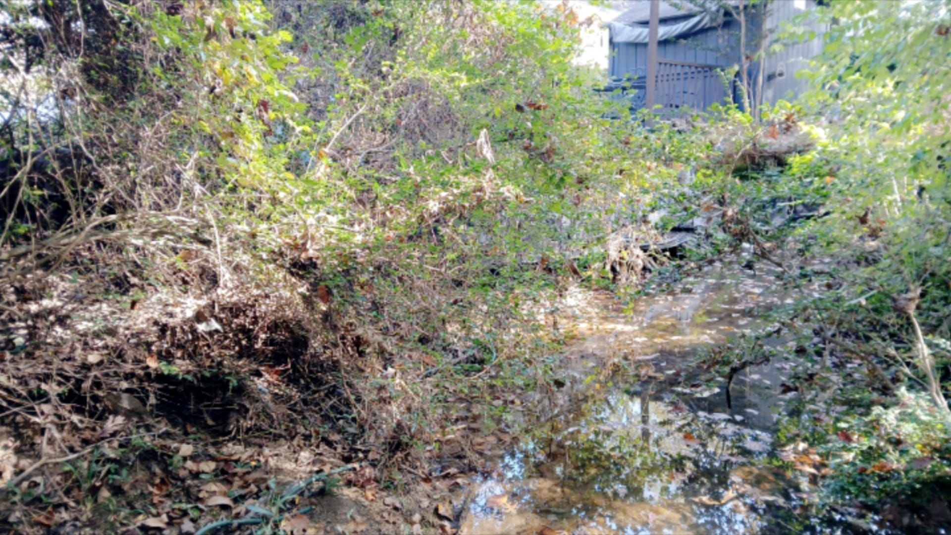 Overgrown foliage and vines obscure a stone wall, with hints of a building in the background.