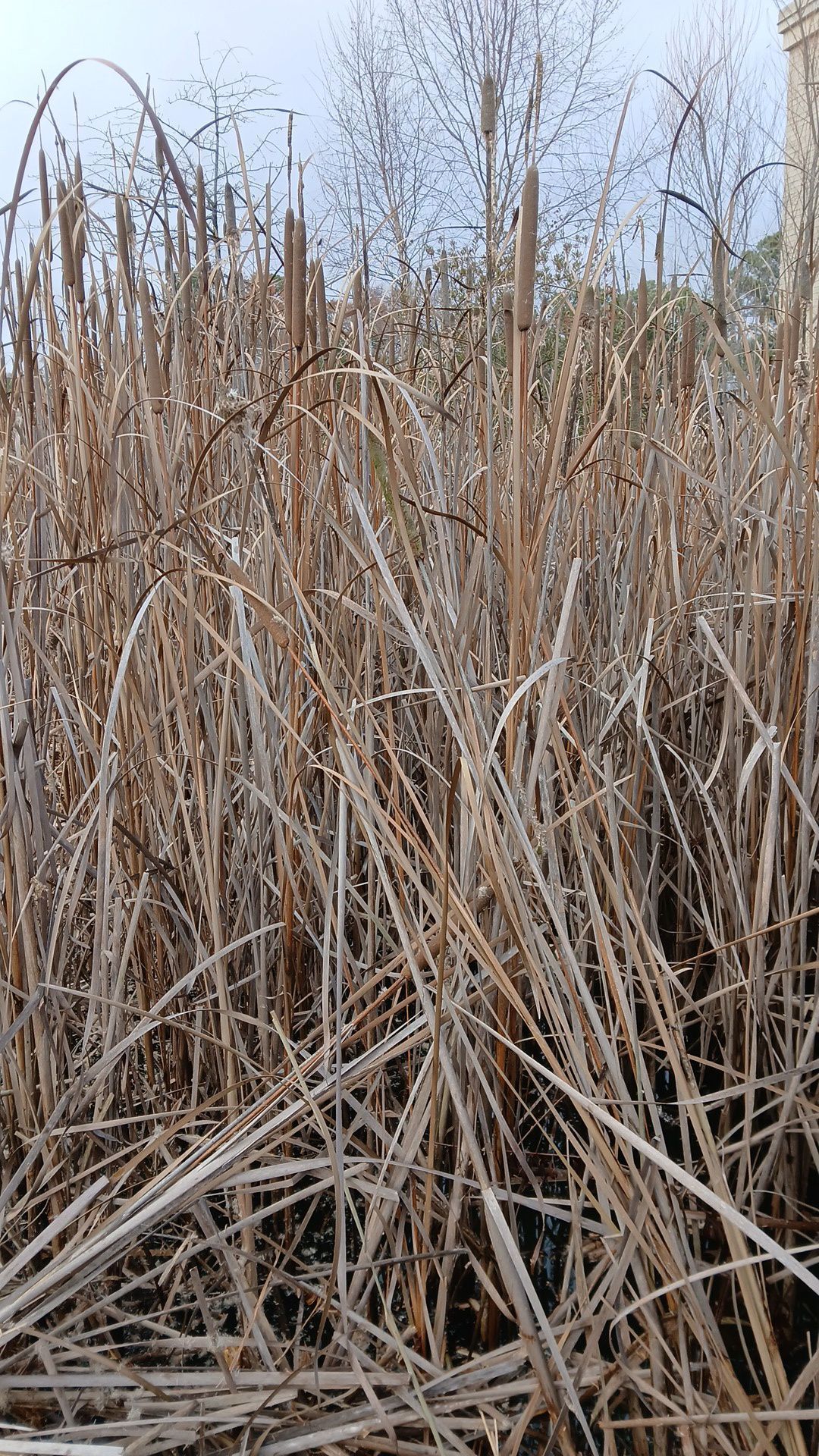 Dry cattails in a marsh, with tan and brown reeds against a cloudy sky.