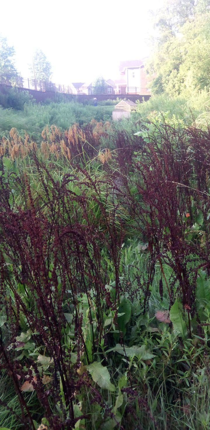 Tall reddish-purple plants in a field with green grass and foliage. Buildings and trees in the distance.