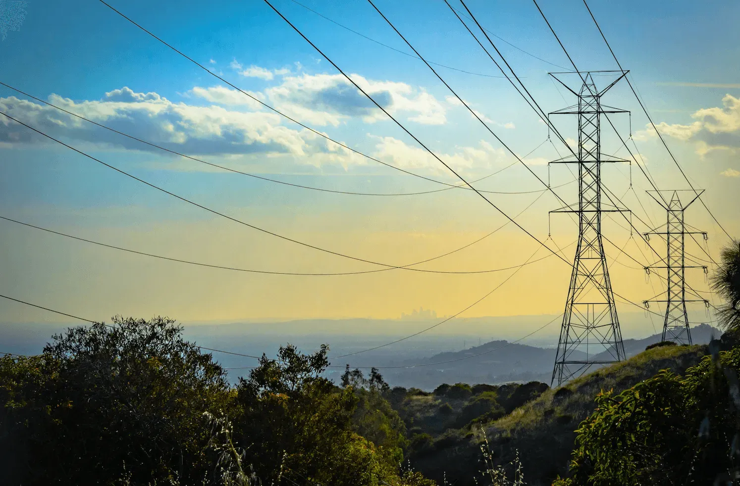 A field of tall plants with dark red stems and green foliage, buildings in the background.