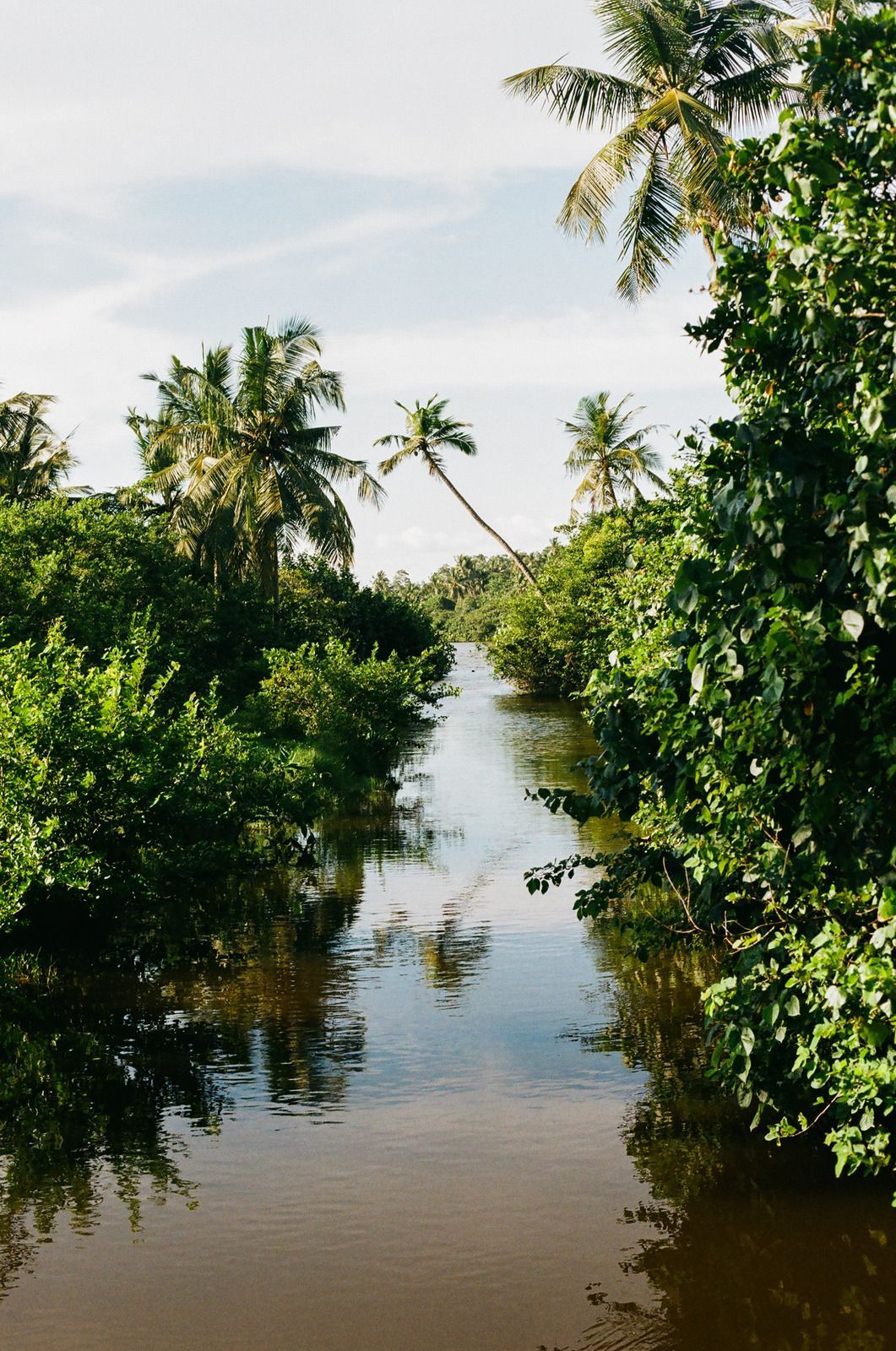 A field of tall plants with dark red stems and green foliage, buildings in the background.